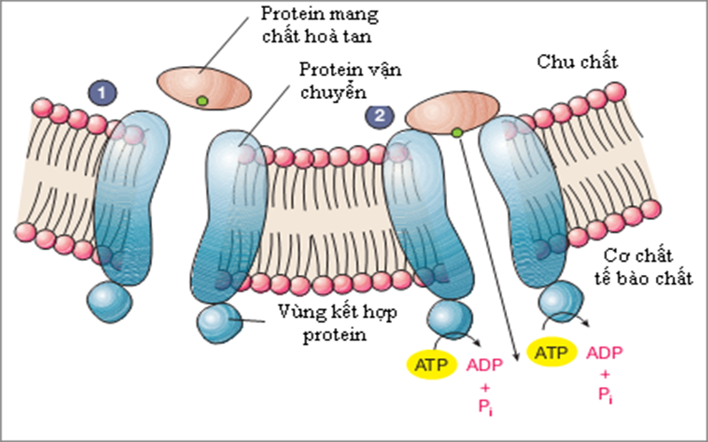 Protein cấu tạo khung tế bào, duy trì và phát triển cơ thể