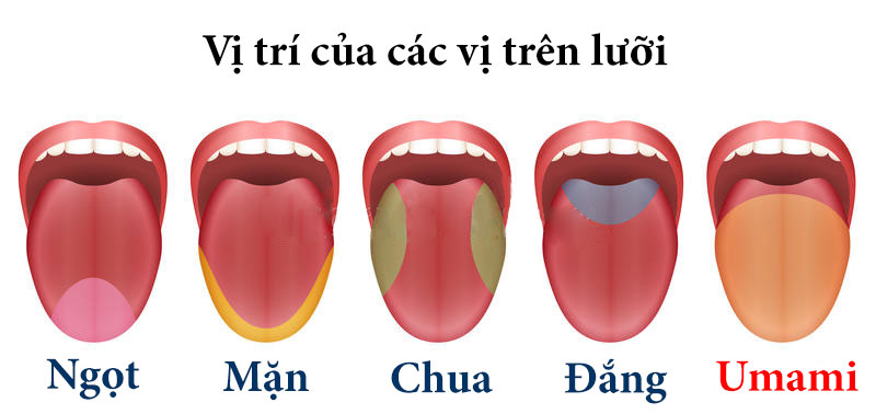Những câu hỏi chung về hương vị và vị umami